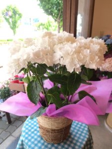 ポージィブーケ グレイス