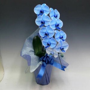 胡蝶蘭 大輪 1本立ち