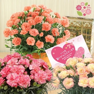 花むすび（HANAMUSUBI）カーネーション鉢植え