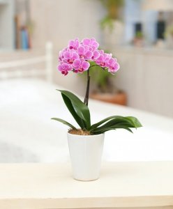 ミディ胡蝶蘭 1本立ち
