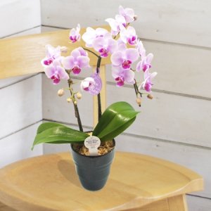 ミディ胡蝶蘭 ランラン