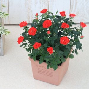 バラの鉢植え