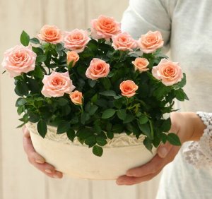 セントラルローズ（Central Rose） 鉢植えギフト