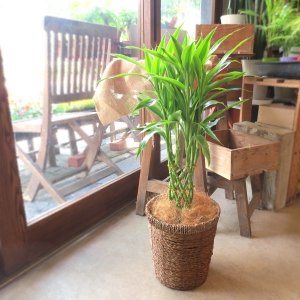 薫る花 観葉植物