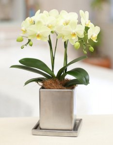 ミディ胡蝶蘭 アンスラカーリー