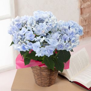 あじさいの鉢植え