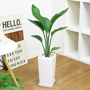 イーラン（e-RAN） 観葉植物