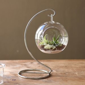 観葉植物