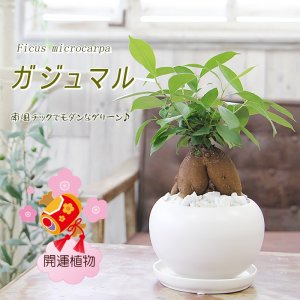 フラワーポケット 塚口ガーデン（Flower pocket Tsukaguchi garden） 観葉植物
