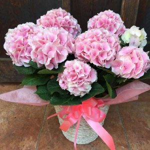 コットンキャンディ