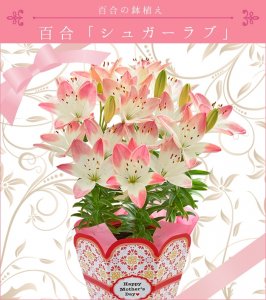 おしゃれな鉢植えのフラワーギフトランキング21 母の日には可愛いバラがおすすめ ベストプレゼントガイド
