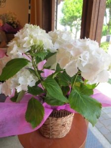 シュガーホワイト