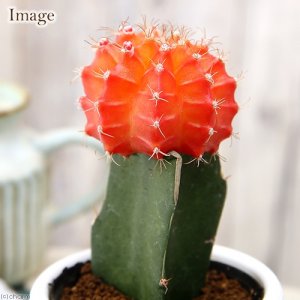 チャーム（charm） サボテン