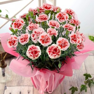 ブンブンビー（BunBun！Bee） カーネーション鉢植え