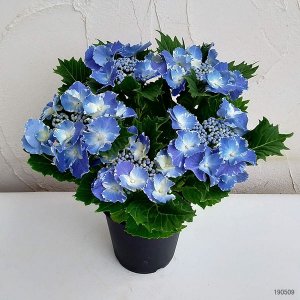 スターリットスカイ