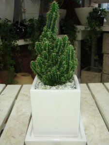 ワンズガーデン（One’s Garden） サボテン