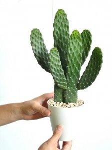 ランドプランツ（LAND PLANTS） サボテン