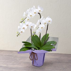 ミディ胡蝶蘭 3本立ち