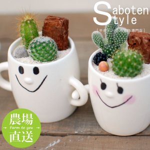 サボテンスタイル（SabotenStyle） サボテン