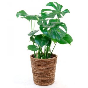 彩植健美（Sai Syoku Ken Bi） 観葉植物