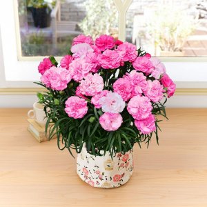カーネーションの鉢植えアレンジメント