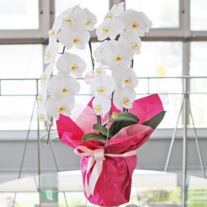 花・フラワーギフト