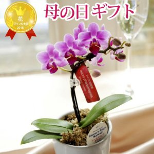 フラワーキッチン自由が丘（Flower Kitchen JIYUGAOKA） 鉢植え