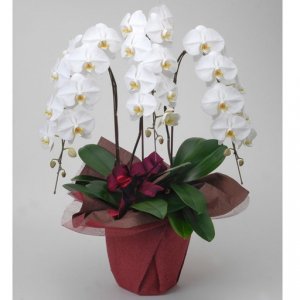 花・フラワーギフト