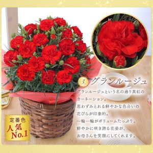 ガーデニングライフ（Gardening life） 鉢植え