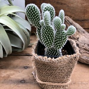 サニーポップ（sunnypop） サボテン