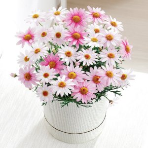 マーガレットの鉢植え