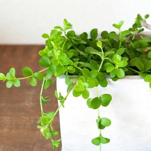 e-花屋さん 観葉植物