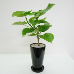 ザ・ガーデン（THE GARDEN） 観葉植物