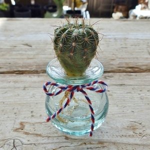 アポア（APOA） サボテン