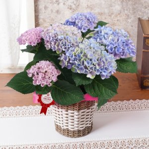 マジカルレボリューション