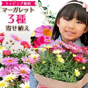 フラワーショップ岐阜緑園（Gifu Ryokuen） 鉢植え