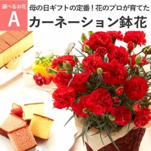 長崎心泉堂（NAGASAKI SHINSENDO）