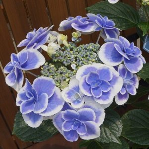 ドリップブルー