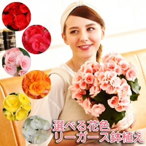 花のギフト社 鉢植え