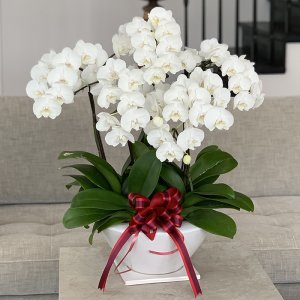 ミディ胡蝶蘭 5本立ち