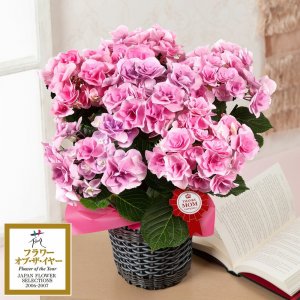 イイハナドットコム（e87.com） 鉢植え