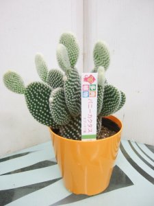 あとりえ サボテン