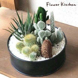フラワーキッチン自由が丘（Flower Kitchen JIYUGAOKA） サボテン