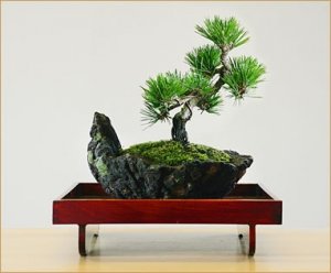 盆栽