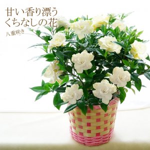 ゲキハナ 鉢植えギフト