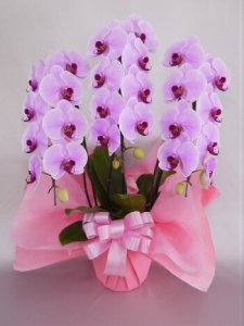 胡蝶蘭 大輪 3本立ち