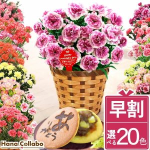 花コラボ（Hana Collabo） 鉢植え