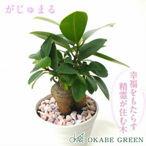 岡部グリーン（okabegreen） 観葉植物