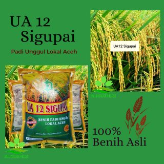 Benih / Bibit Padi UA 12 Sigupai Galur Lokal Aceh