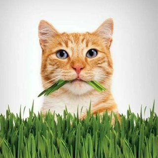 Kit Cat Grass